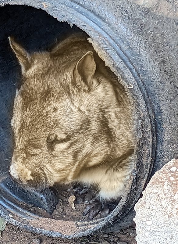 THE GOLDEN  WOMBAT